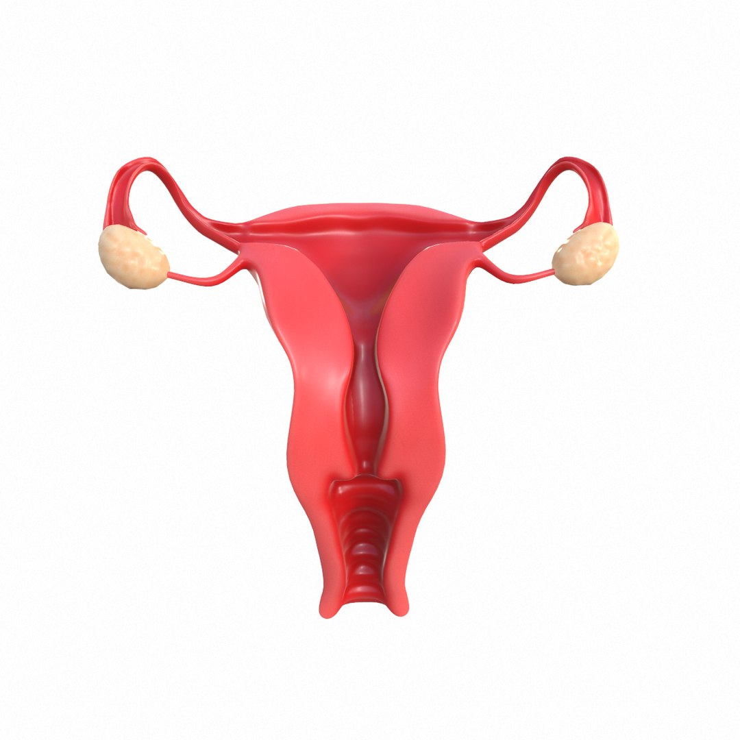 female reproductive model https://p.turbosquid.com/ts-thumb/9l/OwkcUM/1eTs6npf/2/png/1590416358/1920x1080/fit_q87/c562142607d85865ed23e7ae86186906b013cb84/2.jpg