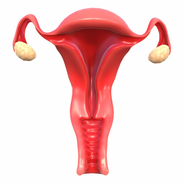 female reproductive model