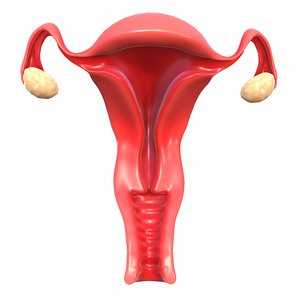 Female Reproductive System