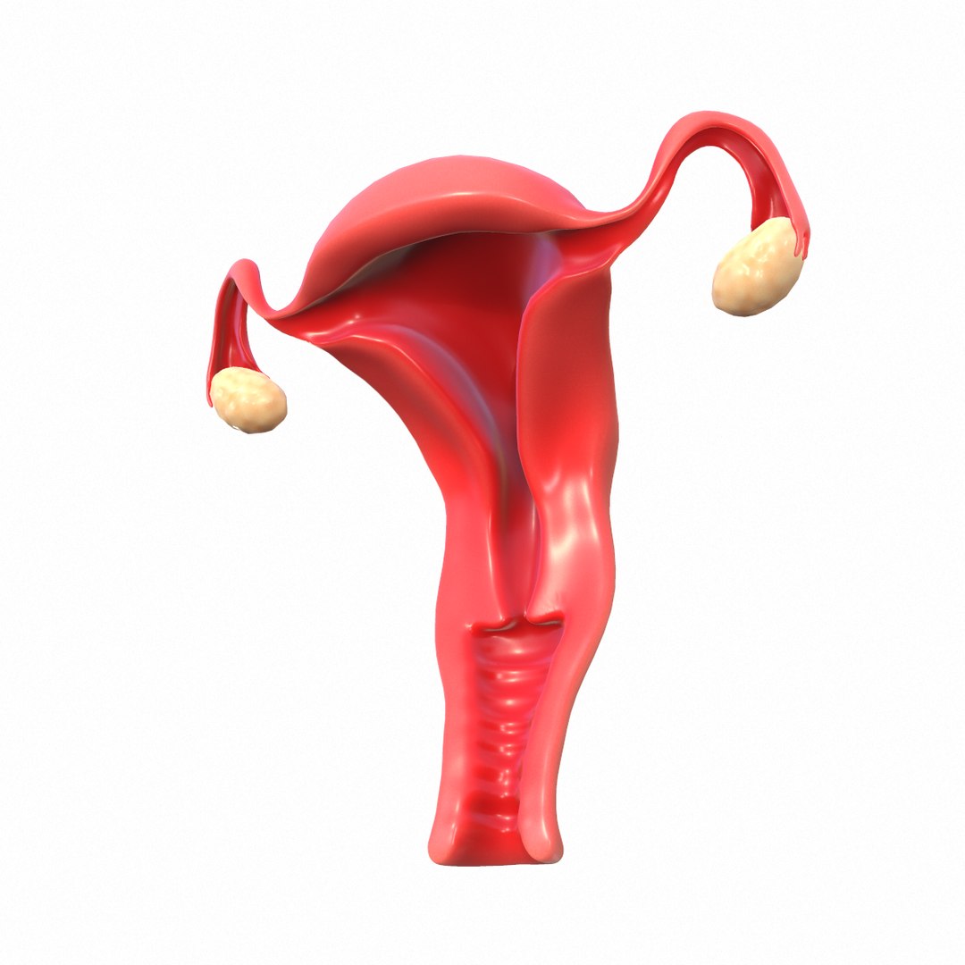 female reproductive model https://p.turbosquid.com/ts-thumb/9l/OwkcUM/D77A4EiQ/screenshot011/png/1590416359/1920x1080/fit_q87/325d123055232d4522edfbf8cbe4a93f334fdf20/screenshot011.jpg
