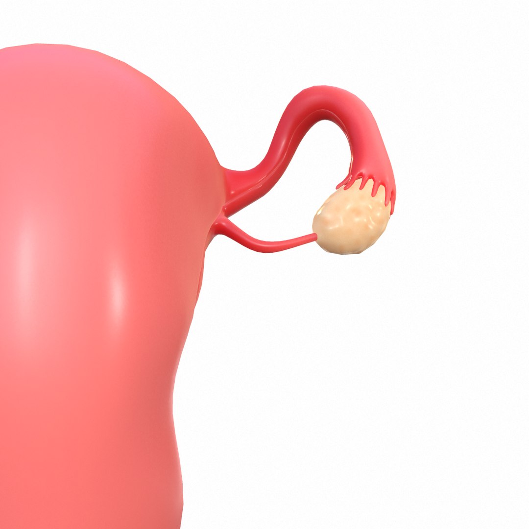female reproductive model https://p.turbosquid.com/ts-thumb/9l/OwkcUM/ZNVfruyp/screenshot008/png/1590416359/1920x1080/fit_q87/3192f2a2e771b72516c57967555d8115593b7156/screenshot008.jpg
