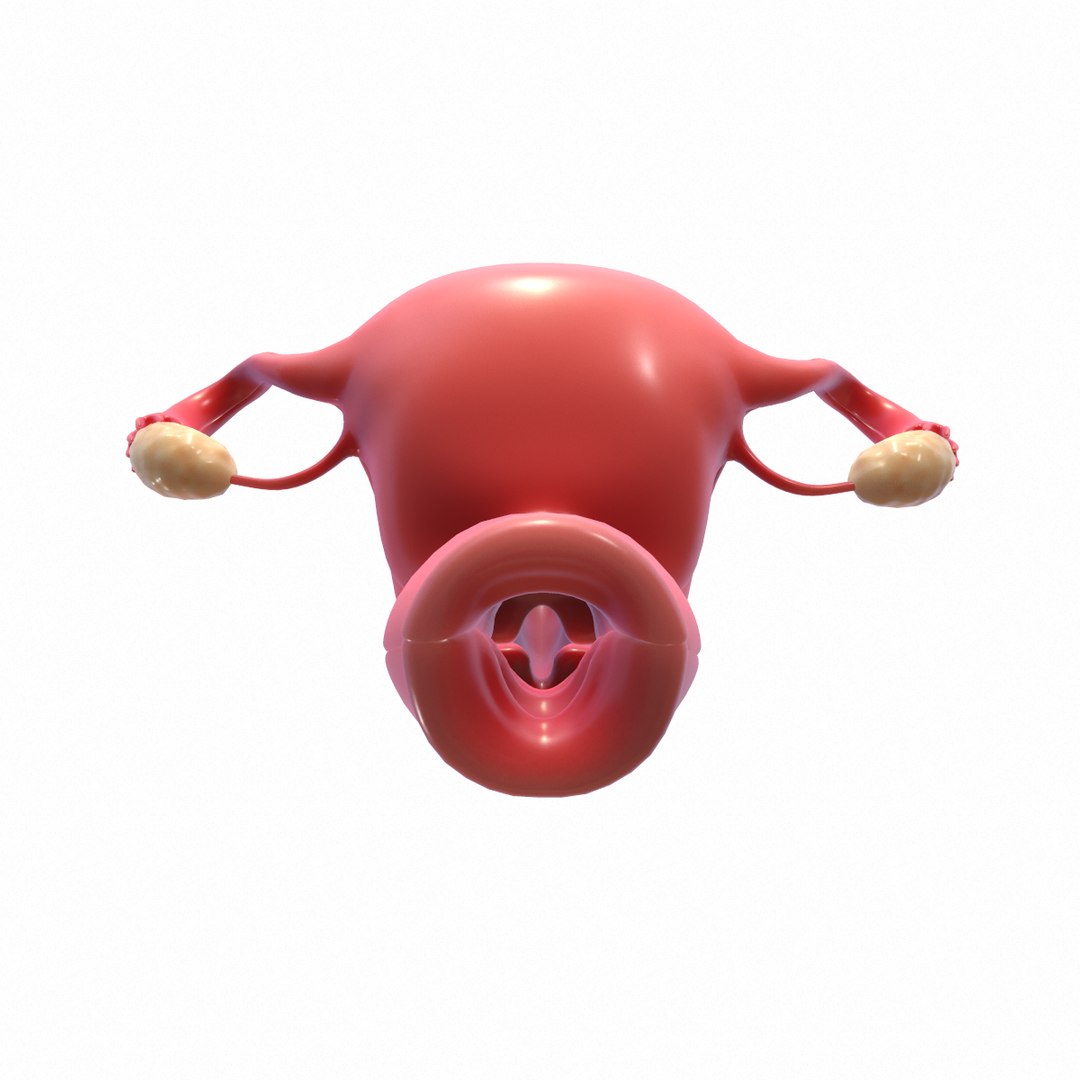 female reproductive model https://p.turbosquid.com/ts-thumb/9l/OwkcUM/dU0NYKPx/screenshot009/png/1590416359/1920x1080/fit_q87/9d420262d235eae8bf5e654385b47aea2c8b5747/screenshot009.jpg