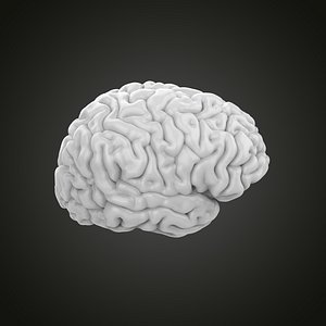 Brain