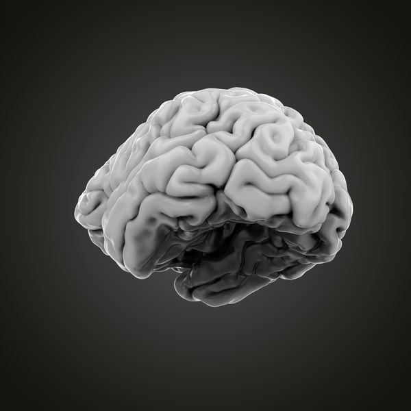 Brain 3D model - TurboSquid 1878191