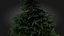 3D Scan Based Spruce Tree - PBR