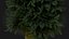 3D Scan Based Spruce Tree - PBR