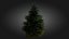 3D Scan Based Spruce Tree - PBR