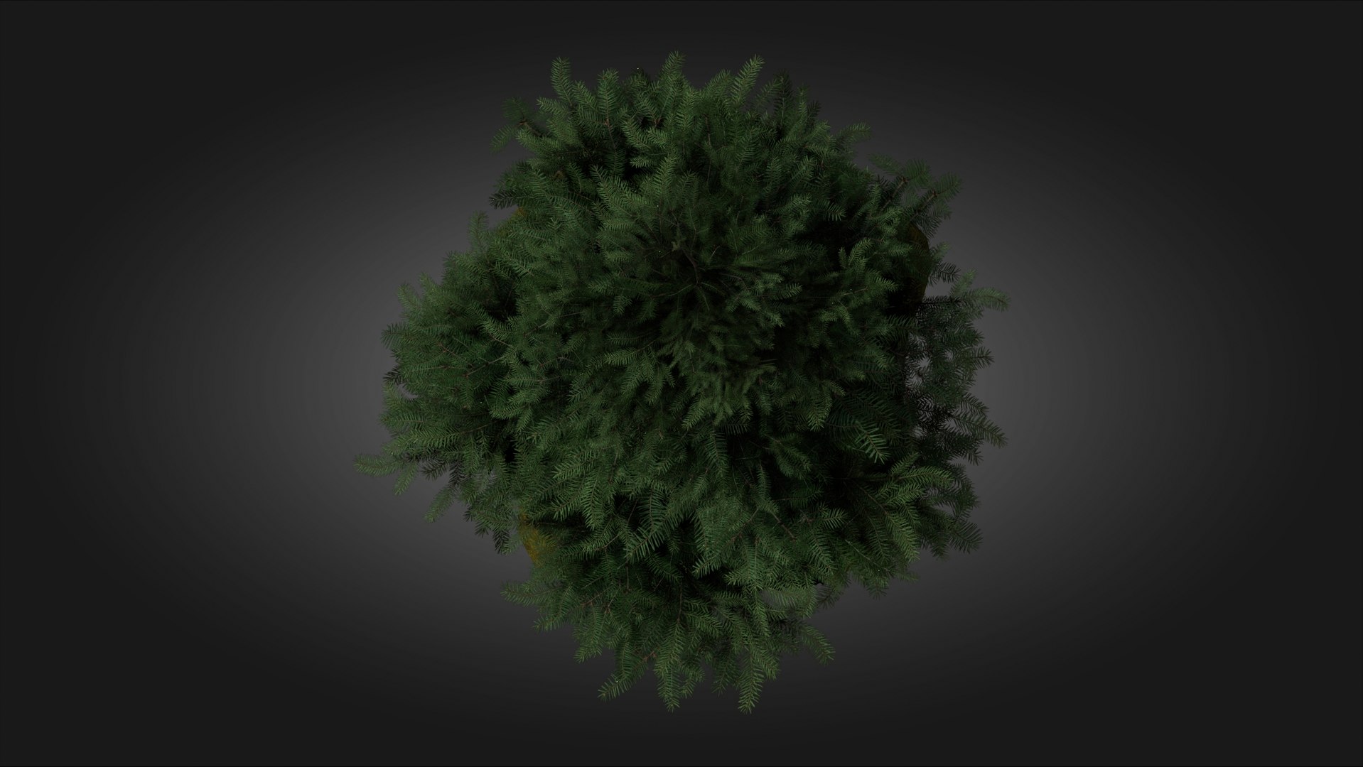 3D Scan Based Spruce Tree - PBR model https://p.turbosquid.com/ts-thumb/9l/SjPXxB/Rh/scamdinavian_spruce_tree_1_10/jpg/1661514860/1920x1080/fit_q87/942e6aa6e0a1edab913648b2072a7e1f5b198705/scamdinavian_spruce_tree_1_10.jpg