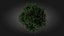 3D Scan Based Spruce Tree - PBR