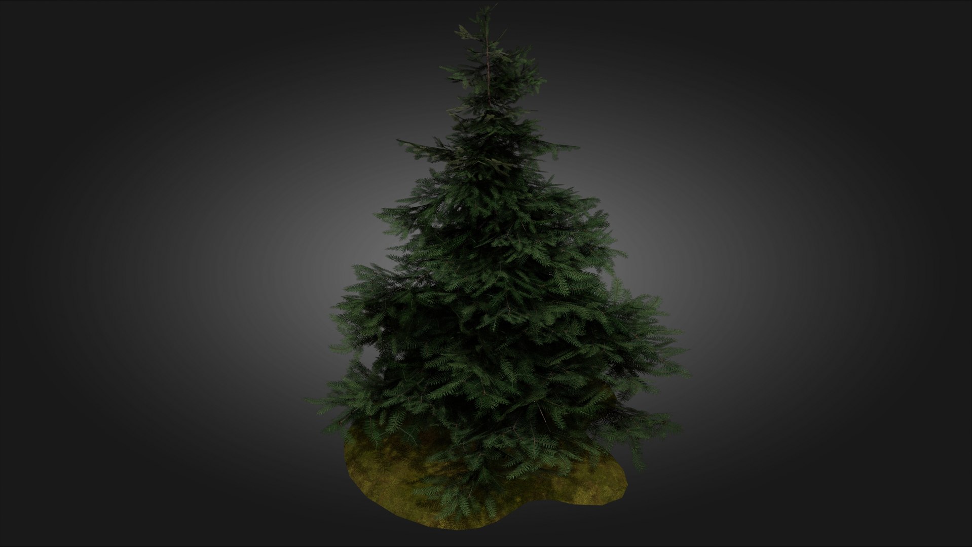 3D Scan Based Spruce Tree - PBR model https://p.turbosquid.com/ts-thumb/9l/SjPXxB/bP/scamdinavian_spruce_tree_1_07/jpg/1661514858/1920x1080/fit_q87/e363b04eb7bf0d82bc3f43695fef20ff744f33d6/scamdinavian_spruce_tree_1_07.jpg