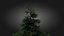 3D Scan Based Spruce Tree - PBR