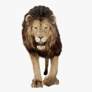 Lion Animated fur UNREAL project 3D