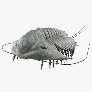 trilobite fur rigged 3D