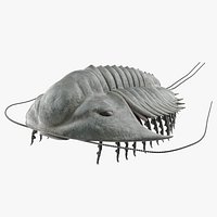 Trilobite Fur Rigged