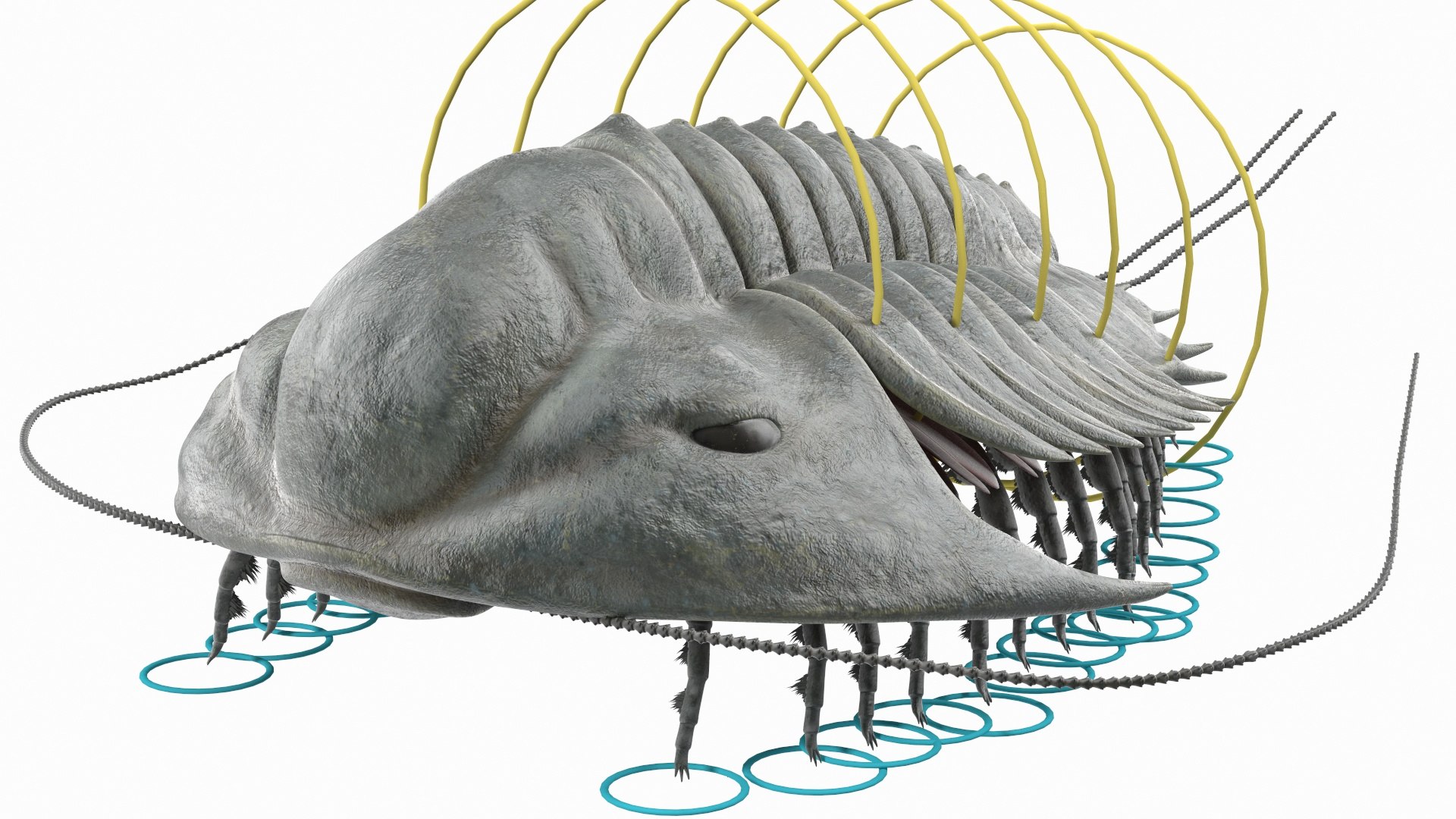 Trilobite Fur Rigged 3D model preview
