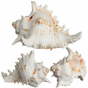sea shell 3D model