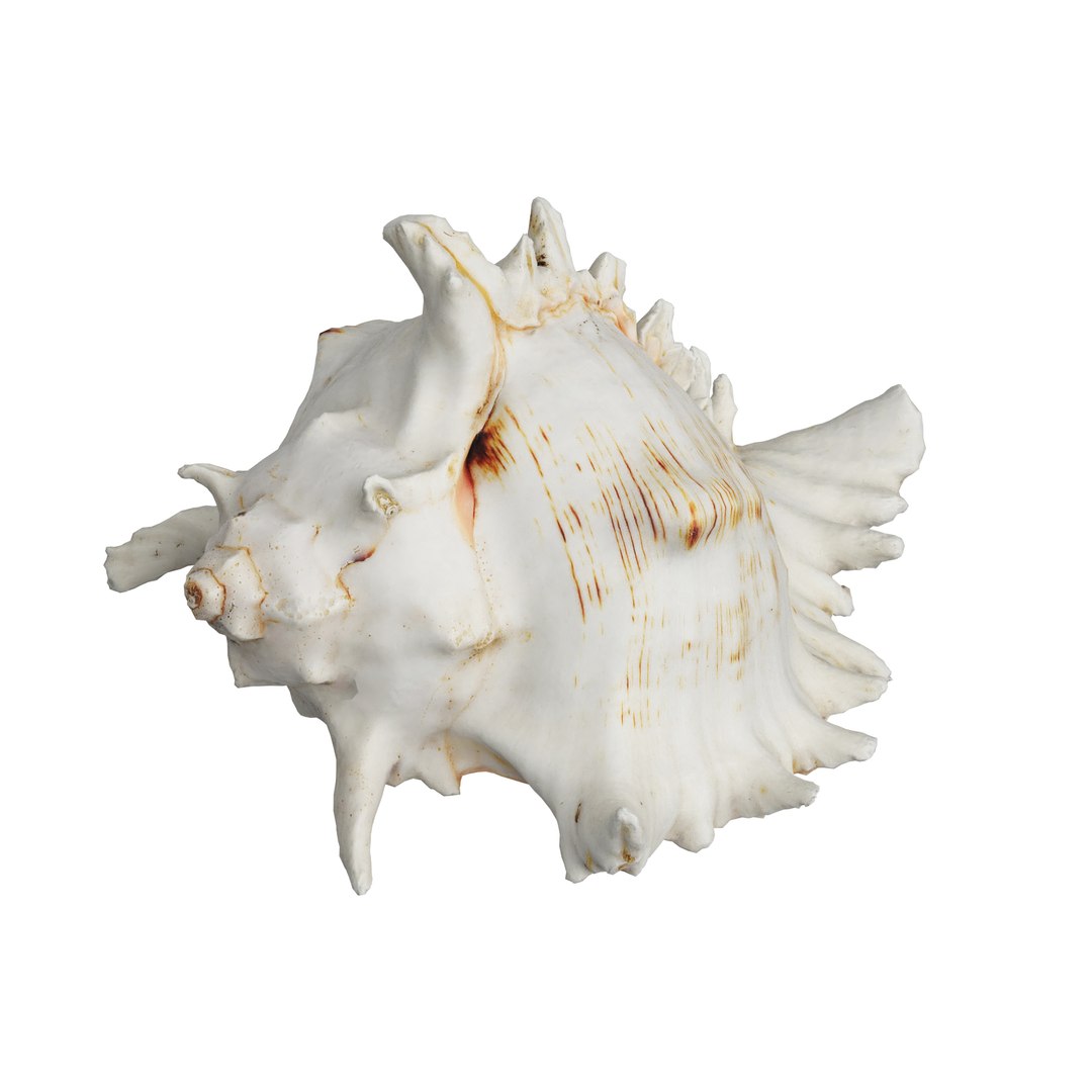 Sea Shell 3D Model - TurboSquid 1704431