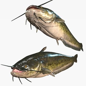 Catfish FISH REAL Catfish 3D model