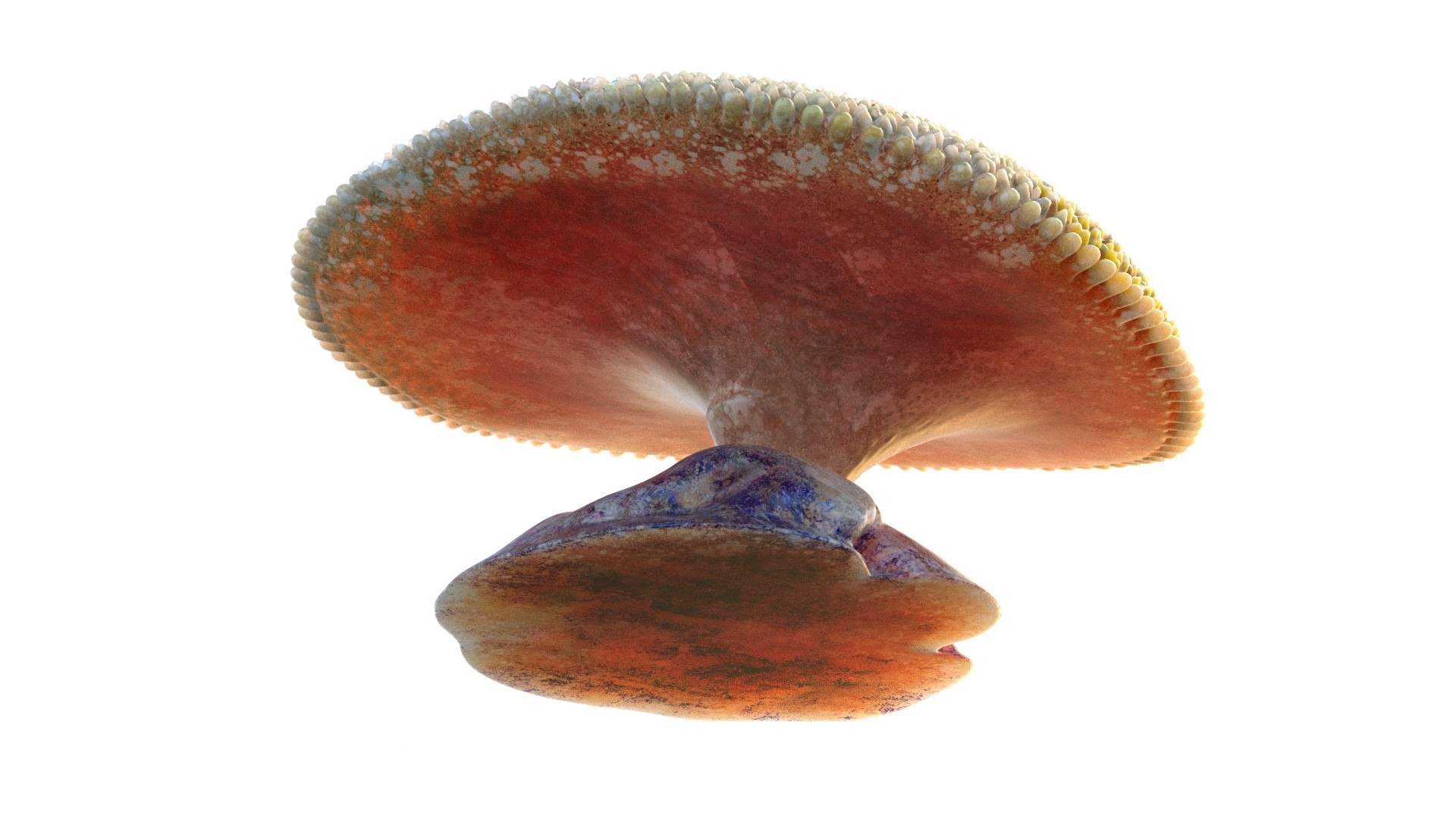 Coral reef 24 3D model https://p.turbosquid.com/ts-thumb/9l/d6MwTj/2W/5/jpg/1756886213/1920x1080/fit_q87/37c0da80b14a6739905d08caa11e5cac626ff6d8/5.jpg