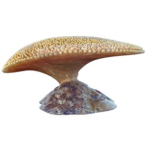 Coral reef 24 3D model