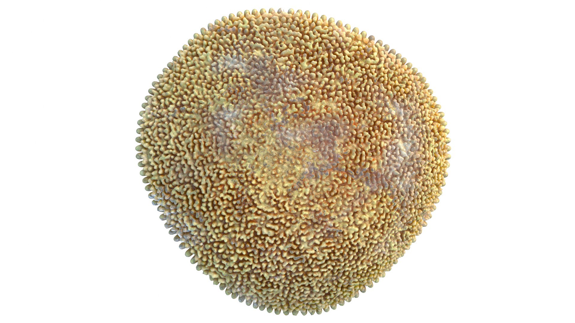 Coral reef 24 3D model https://p.turbosquid.com/ts-thumb/9l/d6MwTj/b3/4/jpg/1756886212/1920x1080/fit_q87/52cb6e5f958425599c6479be6e612023d0551b6b/4.jpg