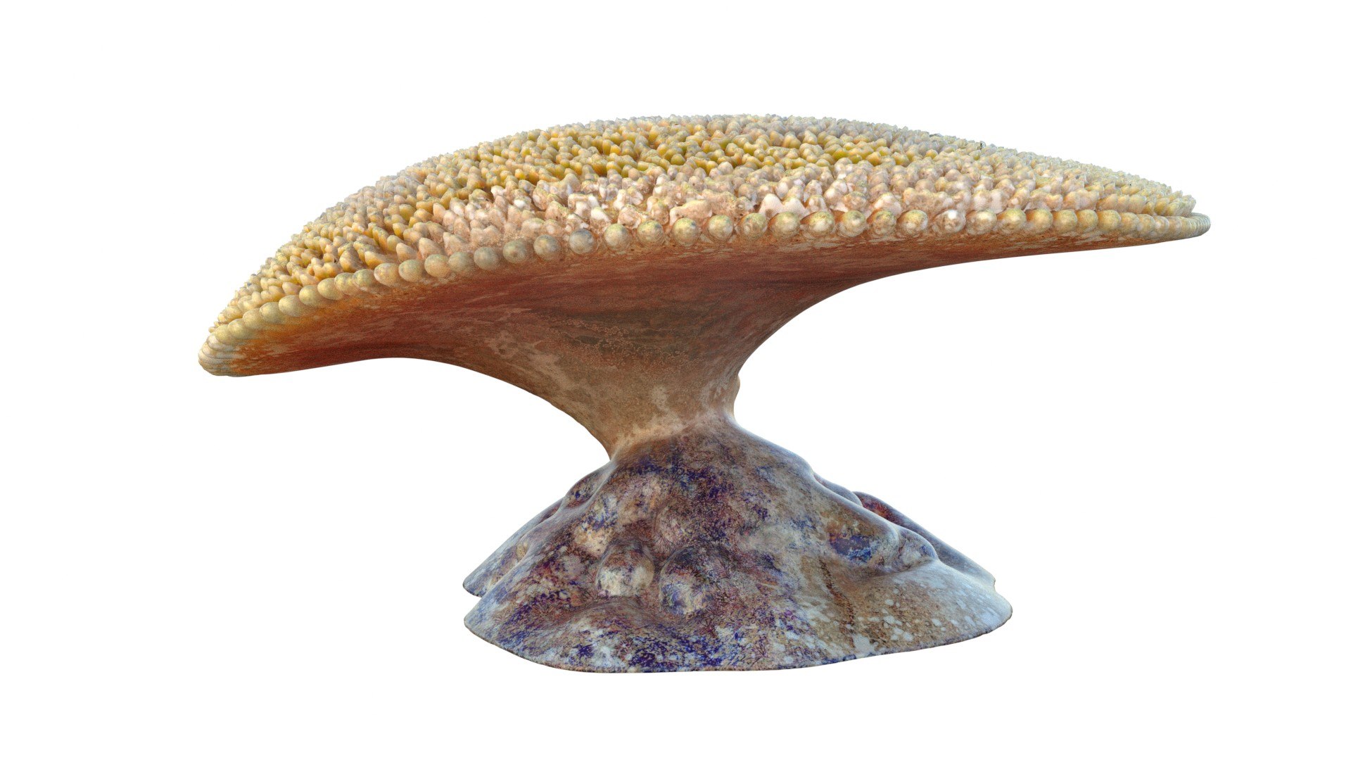 Coral reef 24 3D model https://p.turbosquid.com/ts-thumb/9l/d6MwTj/lL/2/jpg/1756886211/1920x1080/fit_q87/06c93780fa75aa0438a9e0523a8fe27d3be032f6/2.jpg