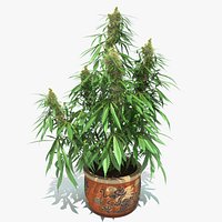 Cannabis Sativa Home Plant