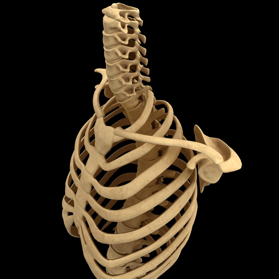 3D Torso Bone Anatomy Spine - TurboSquid 1398506