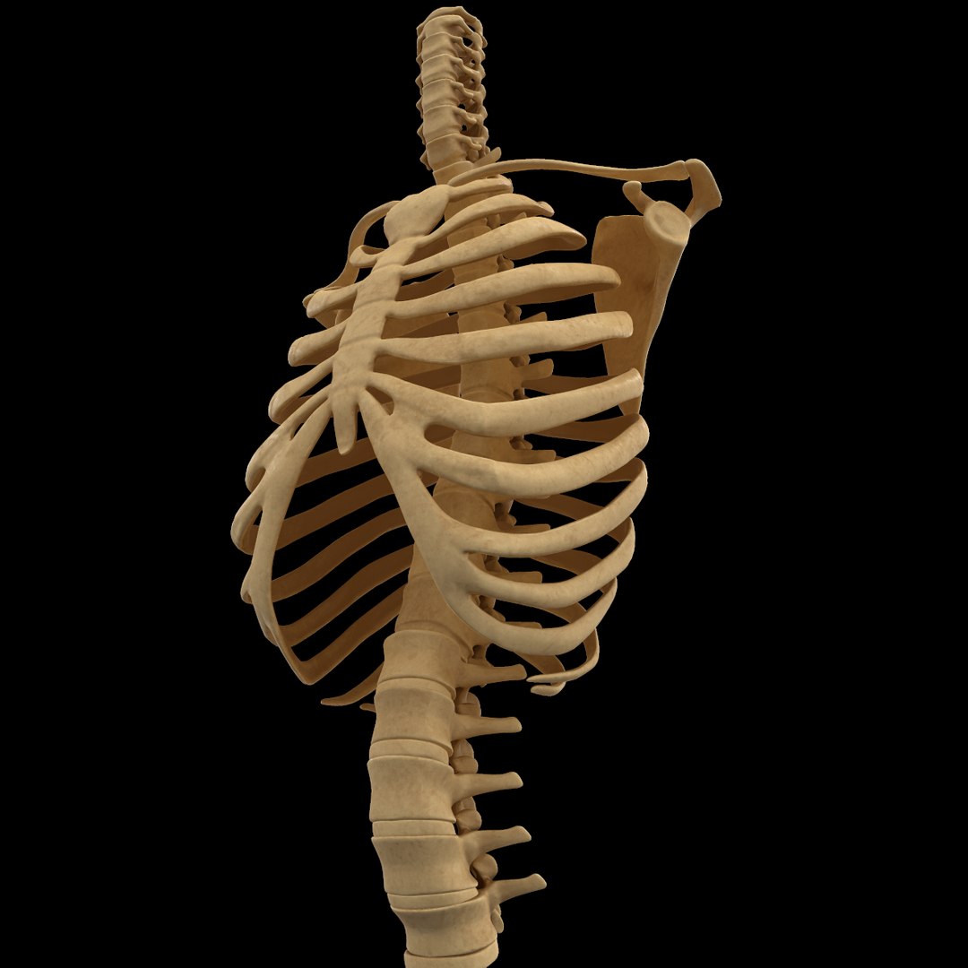 3D Torso Bone Anatomy Spine - TurboSquid 1398506