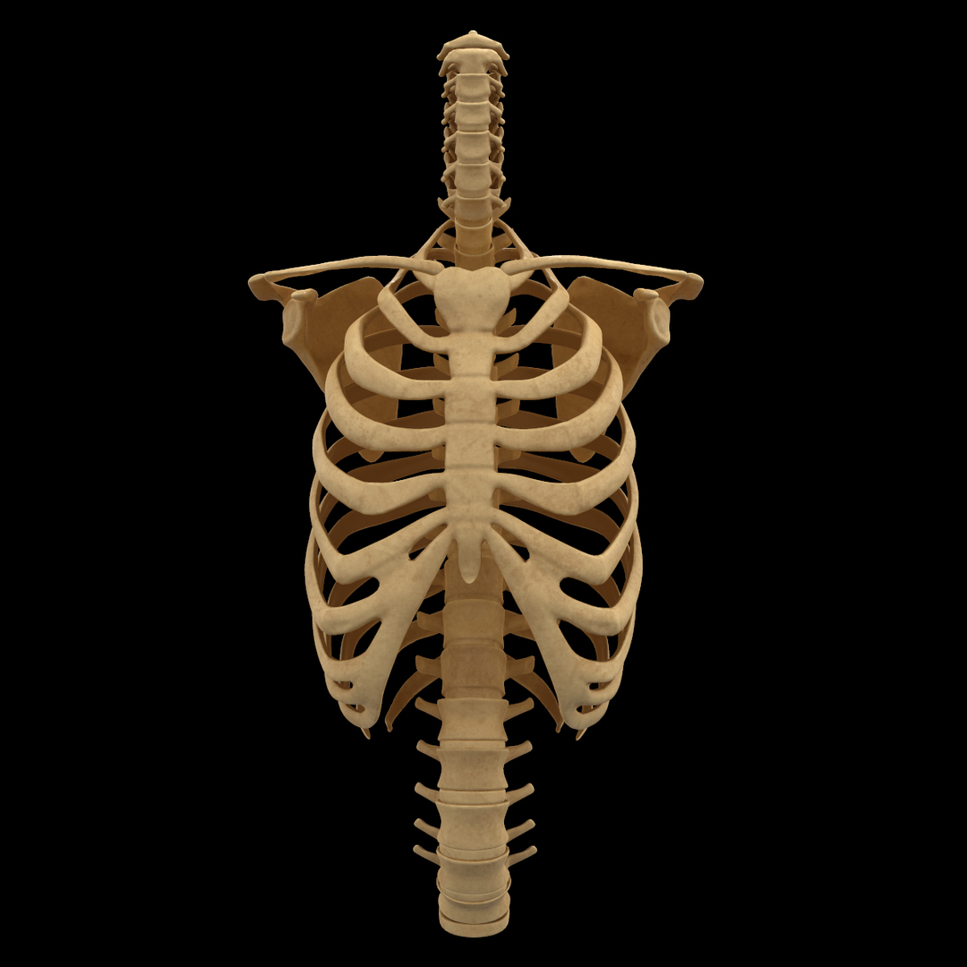 3D Torso Bone Anatomy Spine - TurboSquid 1398506