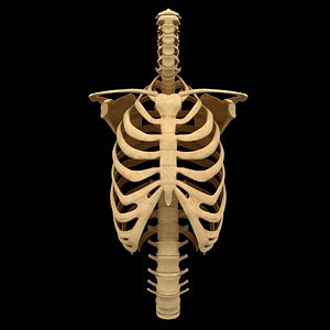 Torso Bone Anatomy Spine Ribs