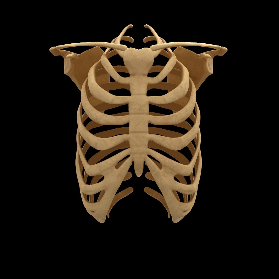 3D torso bone anatomy spine - TurboSquid 1398506