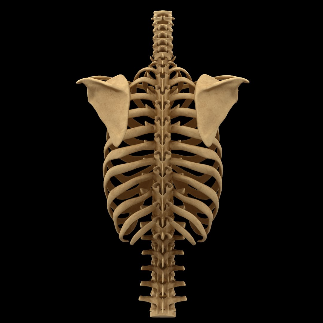 3D torso bone anatomy spine - TurboSquid 1398506