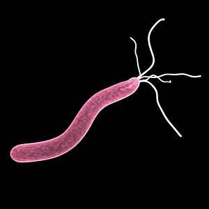 helicobacter pylori.obj