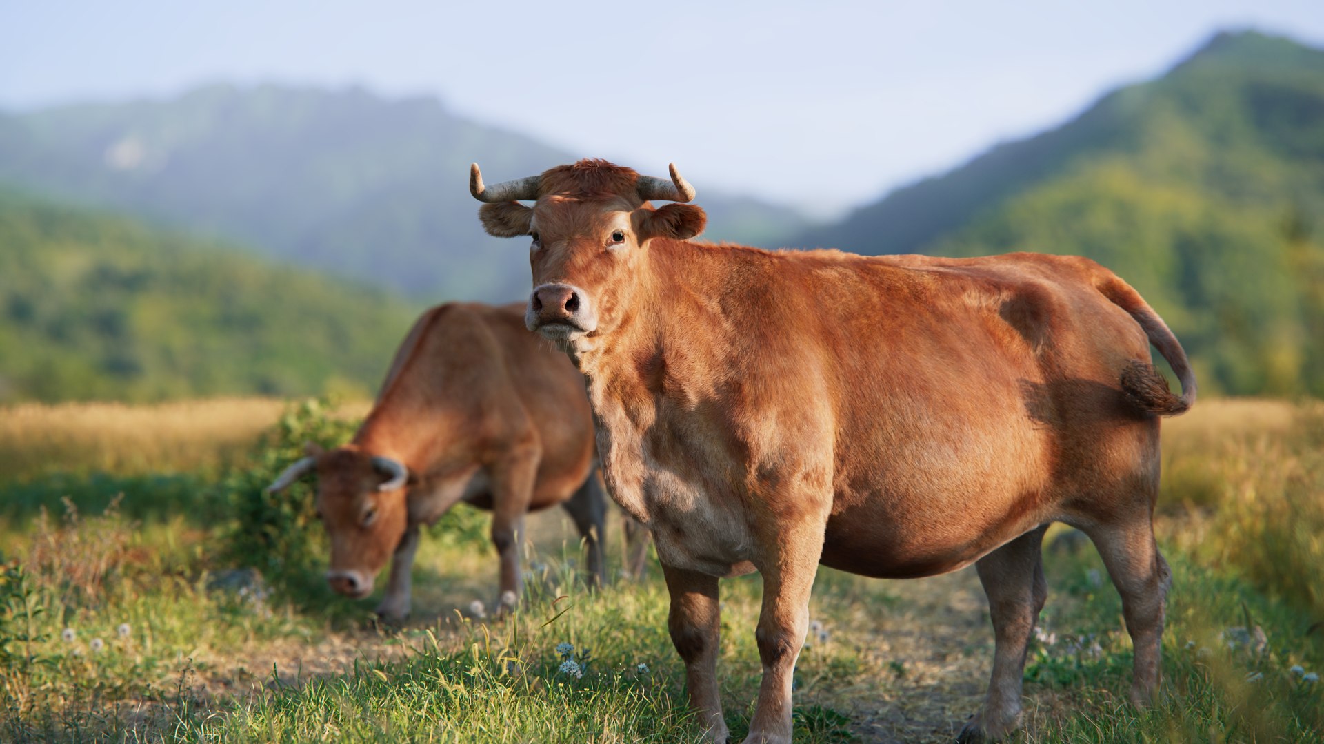 Cattle Cow Animated Model - TurboSquid 2078886