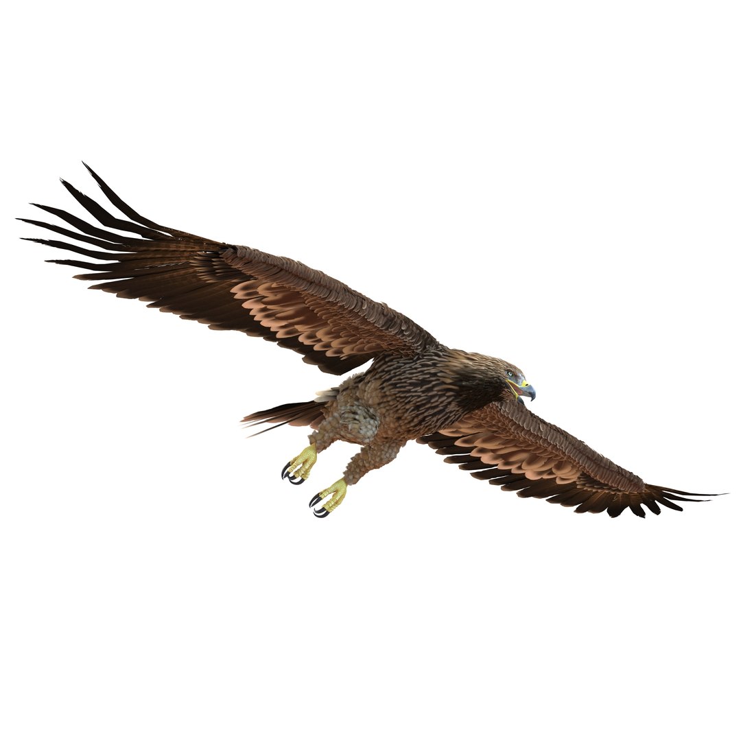 Imperial Eagle Pose 6 3D model preview