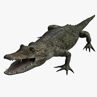 Crocodile