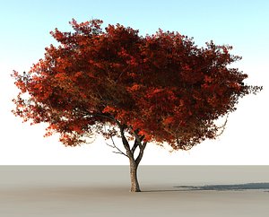 Beautiful red tree