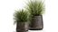 Herbe dans un pot de fleurs pour l'intérieur 903