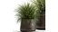 Herbe dans un pot de fleurs pour l'intérieur 903