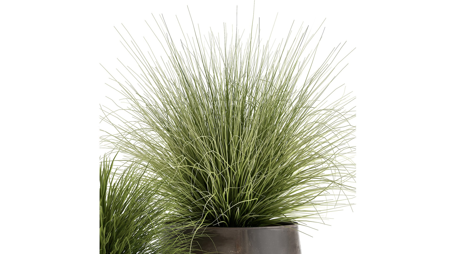 3D ornamental pots grass https://p.turbosquid.com/ts-thumb/9m/xelEfj/Wm/1reeds20104202104/jpg/1617375442/1920x1080/fit_q87/9abdb0541405bec9b1aecb95aa73fb10206cb18e/1reeds20104202104.jpg