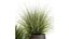 Herbe dans un pot de fleurs pour l'intérieur 903