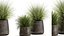 Herbe dans un pot de fleurs pour l'intérieur 903