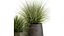 Herbe dans un pot de fleurs pour l'intérieur 903