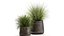 Herbe dans un pot de fleurs pour l'intérieur 903