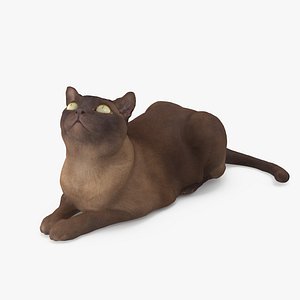cat abyssinian 3D model