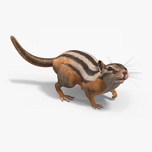 Tree-Dwelling Chipmunk Rigged