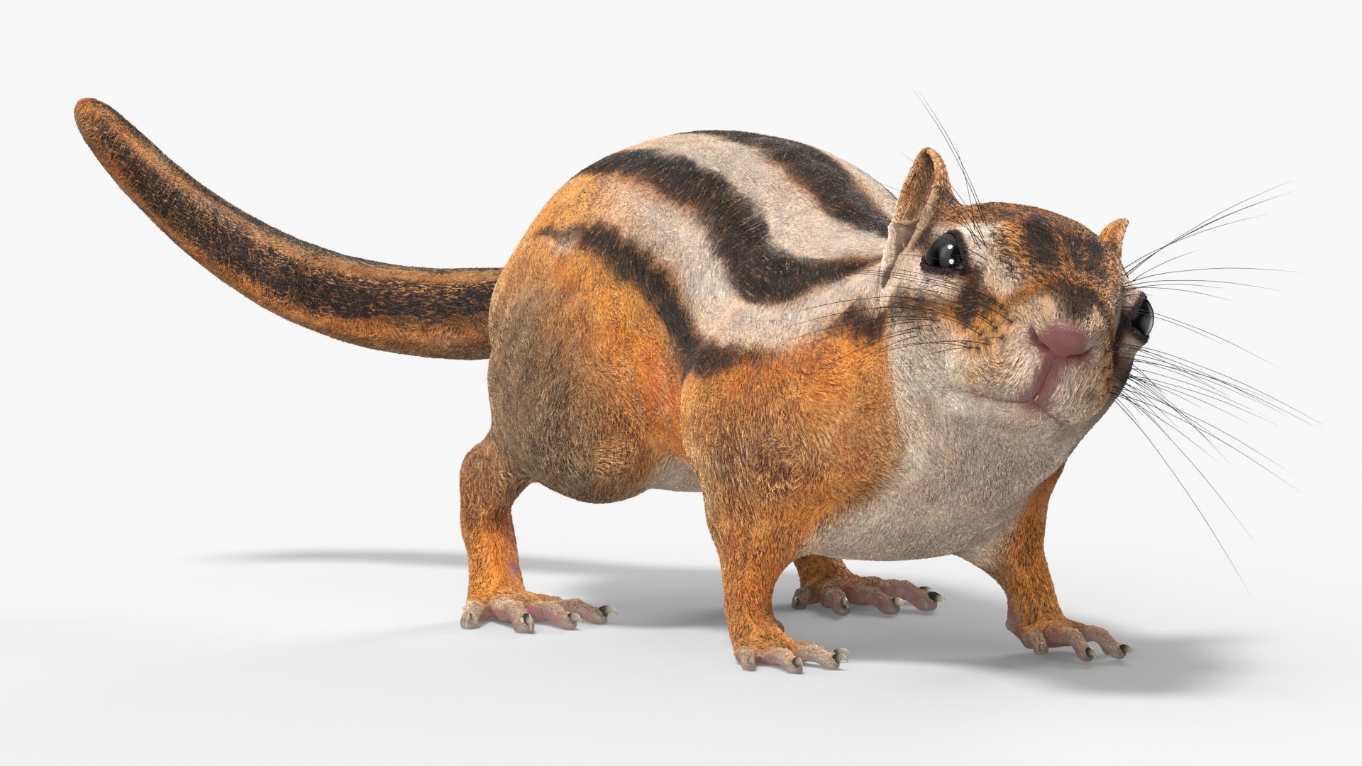 Tree-Dwelling Chipmunk Rigged 3D model https://p.turbosquid.com/ts-thumb/9n/Cr1iQO/bH/treedwelling_chipmunk_rigged_008/jpg/1755194686/1920x1080/fit_q87/ed9016bd05d86ee4234bb8973eef55d52250b3ff/treedwelling_chipmunk_rigged_008.jpg