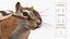 Tree-Dwelling Chipmunk Rigged