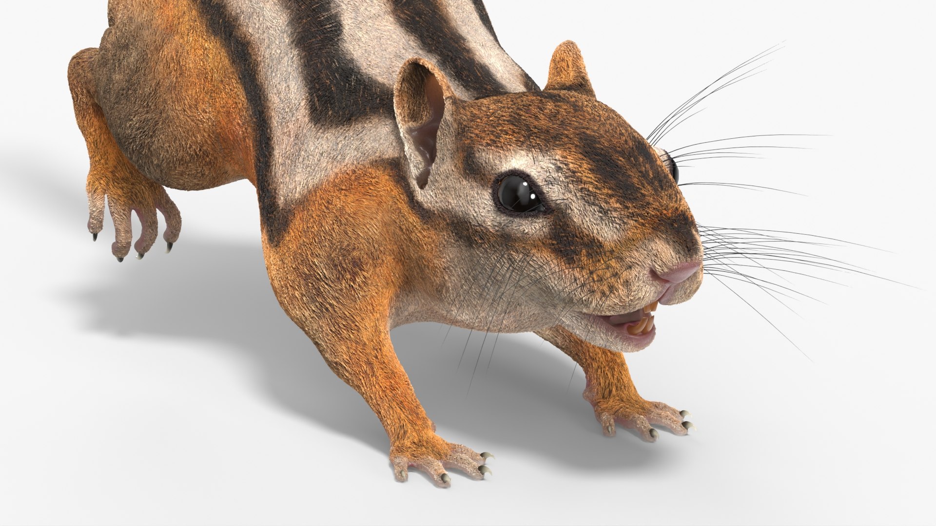 Tree-Dwelling Chipmunk Rigged 3D model https://p.turbosquid.com/ts-thumb/9n/Cr1iQO/oo/treedwelling_chipmunk_rigged_010/jpg/1755194692/1920x1080/fit_q87/df4a0cd08c8196f8a9a8d97e5b4880a74b7da73d/treedwelling_chipmunk_rigged_010.jpg